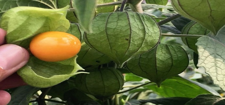 Manfaatkan Herbal Di Sekitar KIta Untuk Membersihkan Paru-paru 