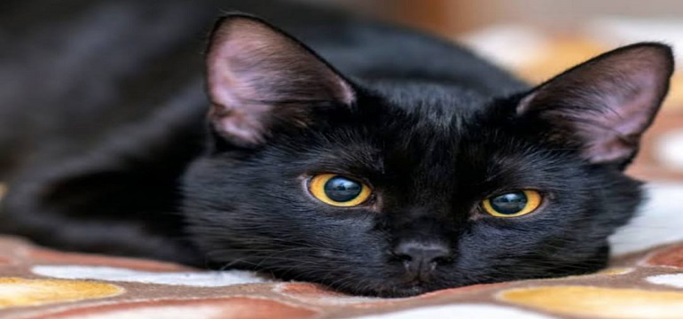 Mitos dan Fakta tentang Kucing